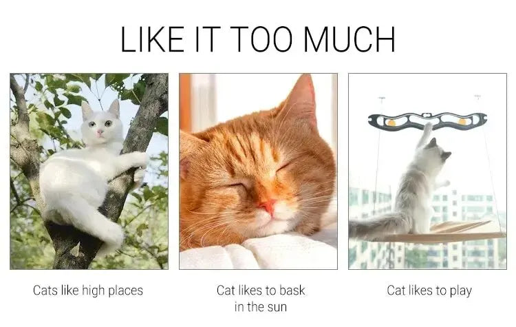 Cat Hammock